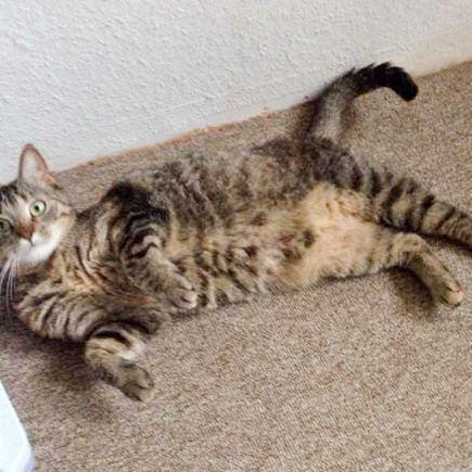 Kätzin Lina / © 2014 Arche KaNaum (DN)