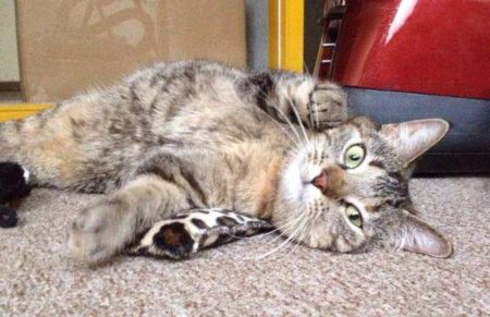 Kätzin Lina / © 2014 Arche KaNaum (DN)