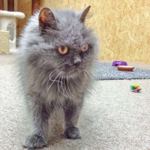 Kätzin Schnurri  /  © 2014 Arche KaNaum (DN) Kätzin Schnurri / © 2014 Arche KaNaum (DN)