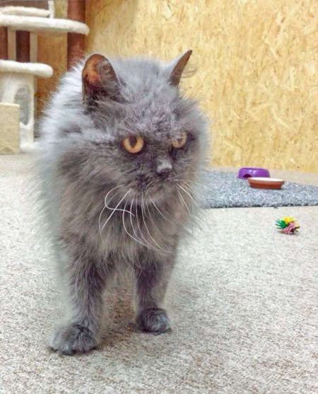 Kätzin Schnurri / © 2014 Arche KaNaum (DN)