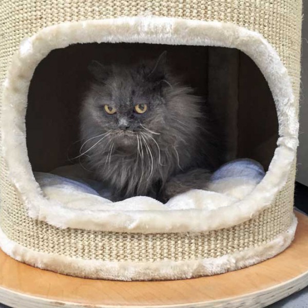 Gnadenhof-Kätzin Schnurri / © 2014 Arche KaNaum (NH) Gnadenhof-Kätzin Schnurri / © 2014 Arche KaNaum (NH)