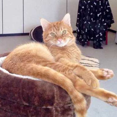 Kater Merlin Kater Merlin / © 2015 Arche KaNaum (DN)