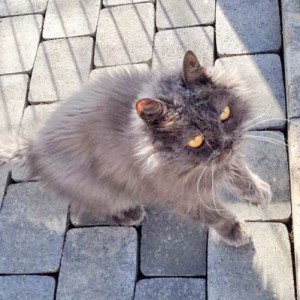 Gnadenhof-Kätzin Schnurri  / © 2015 Arche KaNaum (DN) Gnadenhof-Kätzin Schnurri / © 2015 Arche KaNaum (DN)