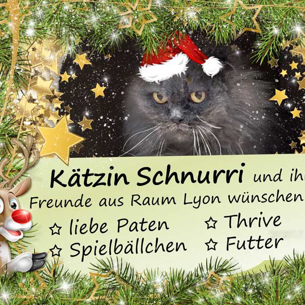 Kätzin Schnurri und die kleinen Weihnachtswünsche unserer Schützlinge aus Raum Lyon  /  © 2015 Arche KaNaum (NH) Kätzin Schnurri und die kleinen Weihnachtswünsche unserer Schützlinge aus Raum Lyon / © 2015 Arche KaNaum (NH)