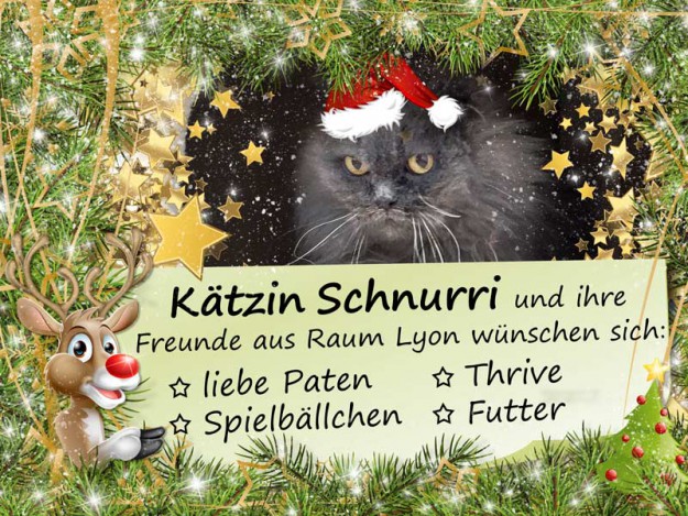 Kätzin Schnurri und die kleinen Weihnachtswünsche unserer Schützlinge aus Raum Lyon / © 2015 Arche KaNaum (NH)