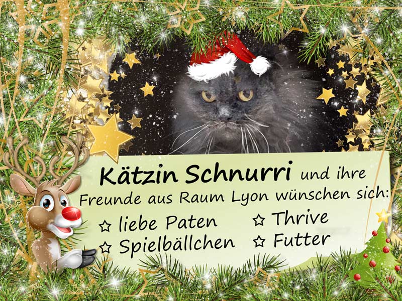 Kätzin Schnurri und die kleinen Weihnachtswünsche unserer Schützlinge aus Raum Lyon / © 2015 Arche KaNaum (NH)