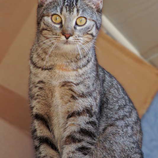 Kätzin Lina / © 2013 Arche KaNaum (DN)