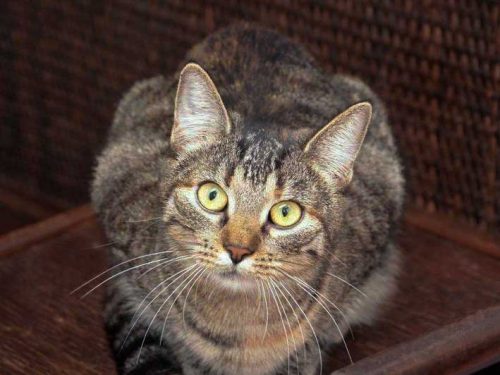 Kätzin Lina / © 2013 Arche KaNaum (DN)Kätzin Lina / © 2013 Arche KaNaum (DN)