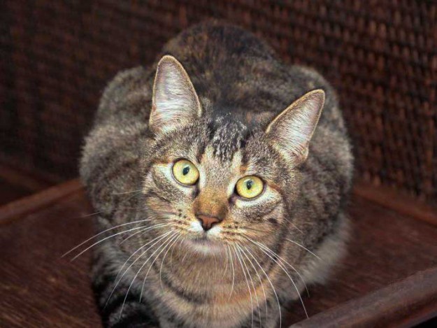 Kätzin Lina / © 2013 Arche KaNaum (DN)Kätzin Lina / © 2013 Arche KaNaum (DN)