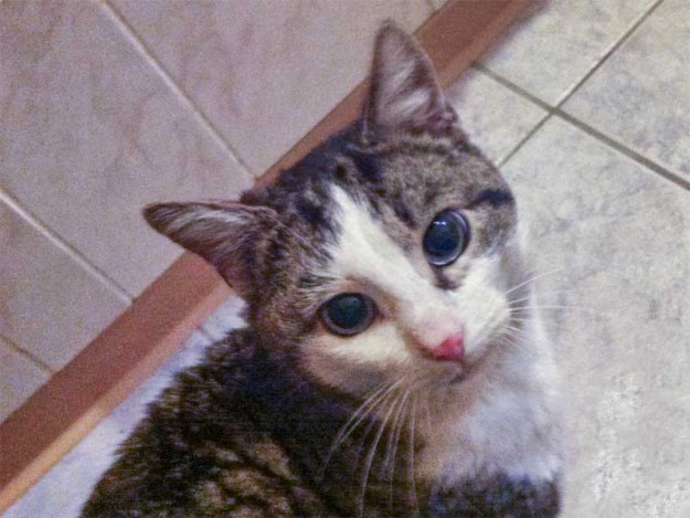 Kater Karl-Max / © 2013 Arche KaNaum (DN)