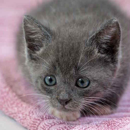 Kätzin Socke Kätzin Socke / © 2013 Arche KaNaum (DN)