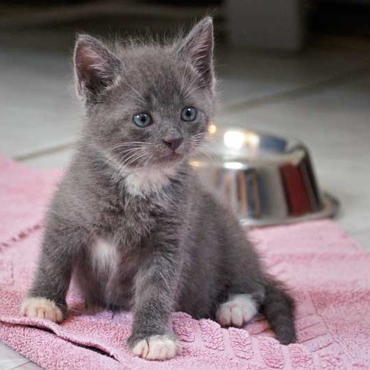 Kätzin Socke Kätzin Socke / © 2013 Arche KaNaum (DN)