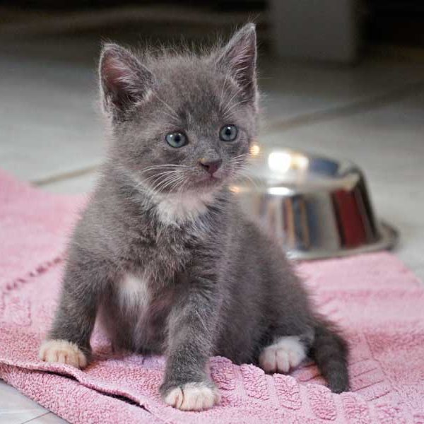 Kätzin Socke Kätzin Socke / © 2013 Arche KaNaum (DN)