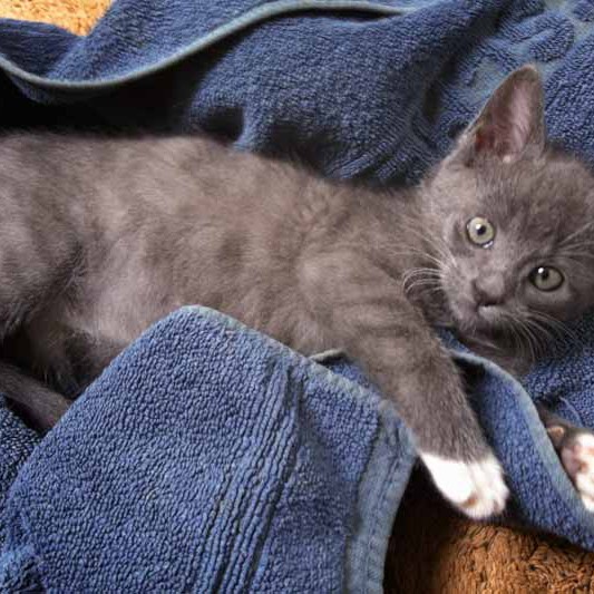 Kätzin Socke Kätzin Socke / © 2013 Arche KaNaum (DN)