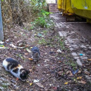 Kastrations-Aktion auf einem Schrottplatz / © 2013 Arche KaNaum (DN)