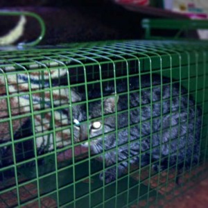 Kastrations-Aktion auf einem Schrottplatz / © 2013 Arche KaNaum (DN)