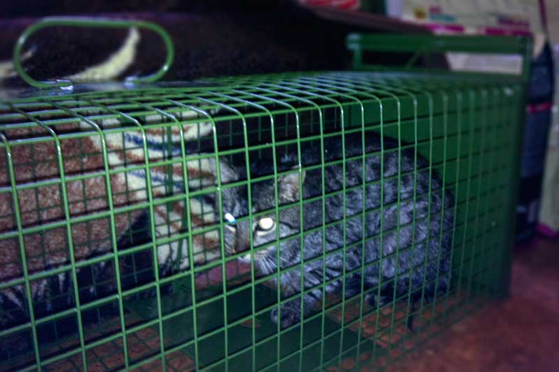 Kastrations-Aktion auf einem Schrottplatz / © 2013 Arche KaNaum (DN)