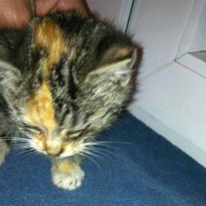 Kastrations-Aktion auf einem Schrottplatz – Sissy Kastrations-Aktion auf einem Schrottplatz - Sissy / © 2013 Arche KaNaum (DN)