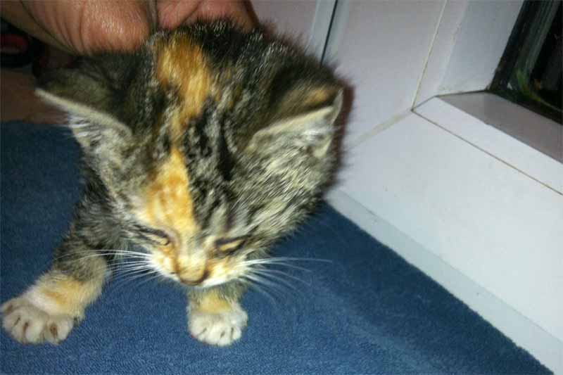 Kastrations-Aktion auf einem Schrottplatz - Sissy / © 2013 Arche KaNaum (DN)