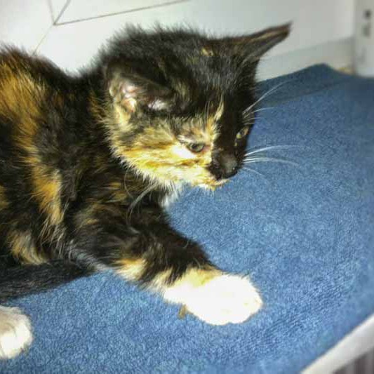 Kastrations-Aktion auf einem Schrottplatz – Darlin Kastrations-Aktion auf einem Schrottplatz - Darlin / © 2013 Arche KaNaum (DN)