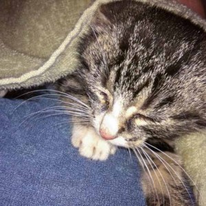 Kastrations-Aktion auf einem Schrottplatz - Obelix / © 2013 Arche KaNaum (DN)