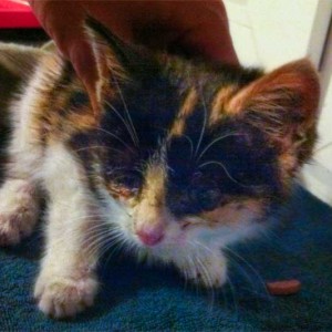 Kastrations-Aktion auf einem Schrottplatz – Lea Kastrations-Aktion auf einem Schrottplatz - Lea / © 2013 Arche KaNaum (DN)