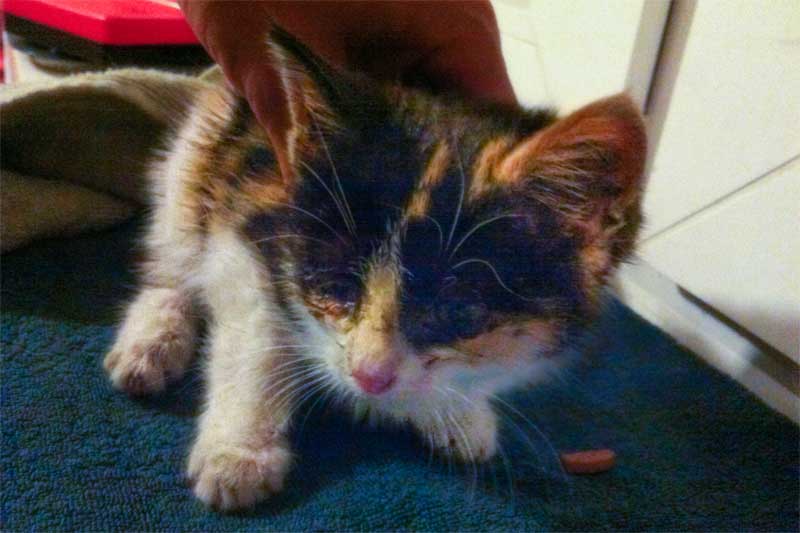 Kastrations-Aktion auf einem Schrottplatz - Lea / © 2013 Arche KaNaum (DN)