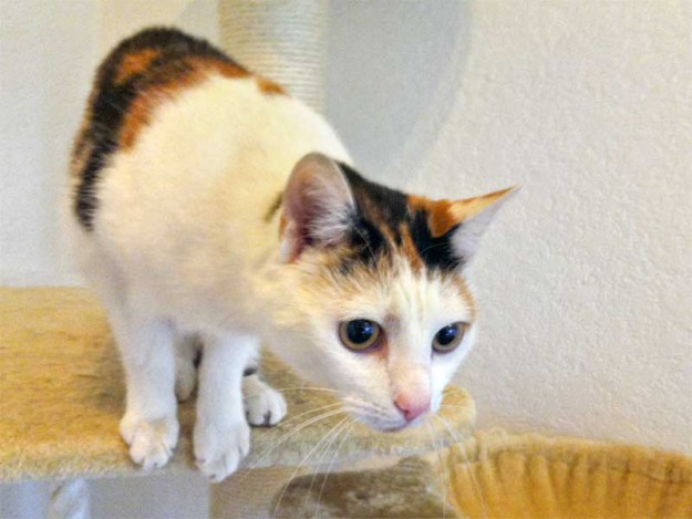 Fundkatze Lilo / © 2013 Arche KaNaum (DN)