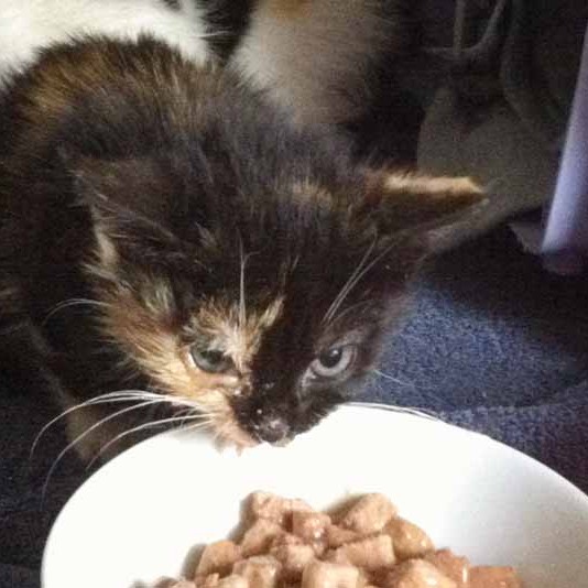 Kastrations-Aktion auf einem Schrottplatz – Darlin Kastrations-Aktion auf einem Schrottplatz - Darlin / © 2013 Arche KaNaum (DN)