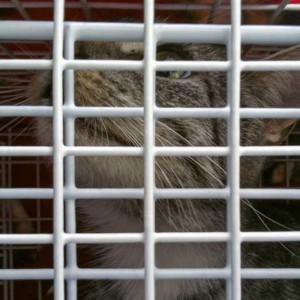 Kastrations-Aktion auf einem Schrottplatz - die Mutterkatze / © 2013 Arche KaNaum (DN)