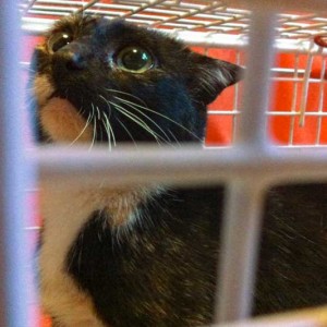 Kastrations-Aktion auf einem Schrottplatz / © 2013 Arche KaNaum (DN)