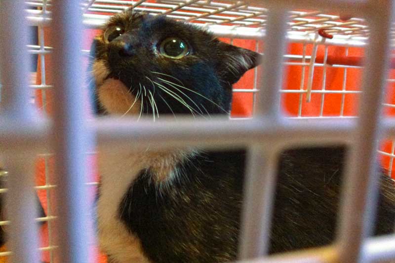 Kastrations-Aktion auf einem Schrottplatz / © 2013 Arche KaNaum (DN)