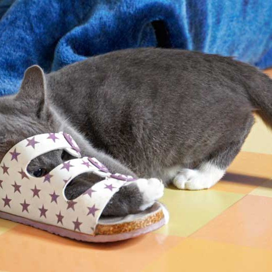 Kätzin Socke Kätzin Socke / © 2013 Arche KaNaum (DN)