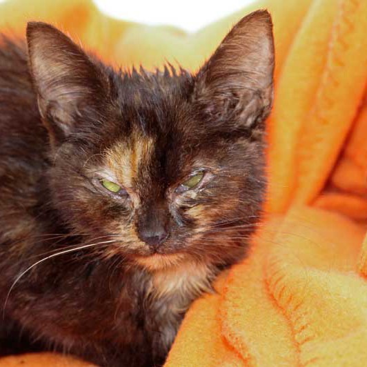 Kätzin Louise aus der Hilfsaktion für ca. 18 Katzen / © 2013 Arche KaNaum (DN)