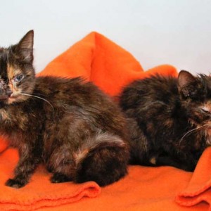 Kätzinnen Thelma + Louise / © 2013 Arche KaNaum (DN)