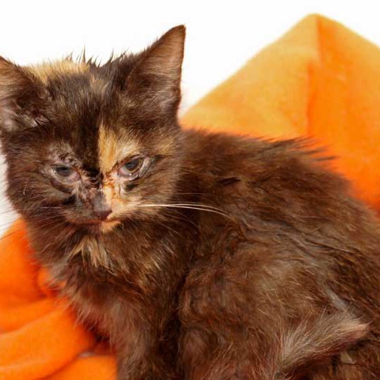 Kätzin Thelma aus der Hilfsaktion für ca. 18 Katzen / © 2013 Arche KaNaum (DN)