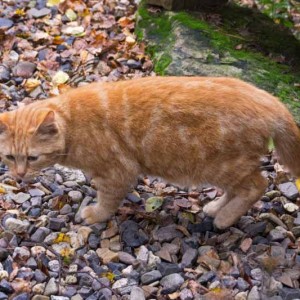 Kätzin Henrietta aus der Hilfsaktion für ca. 18 Katzen / © 2013 Arche KaNaum (DN)