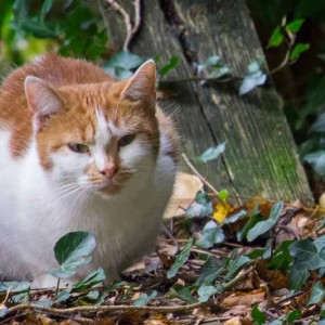 Kätzin Jolina aus der Hilfsaktion für ca. 18 Katzen / © 2013 Arche KaNaum (DN)