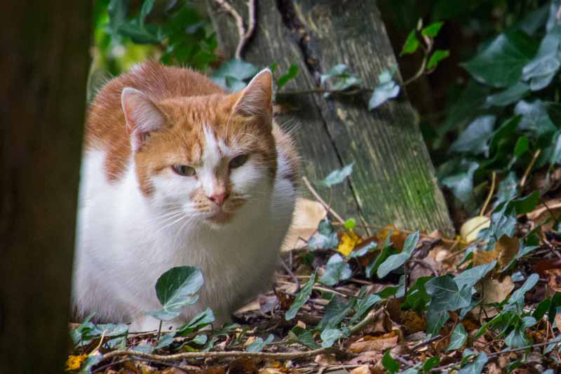 Kätzin Jolina aus der Hilfsaktion für ca. 18 Katzen / © 2013 Arche KaNaum (DN)