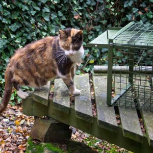 Kätzin Oma Hilde aus der Hilfsaktion für ca. 18 Katzen / © 2013 Arche KaNaum (DN)