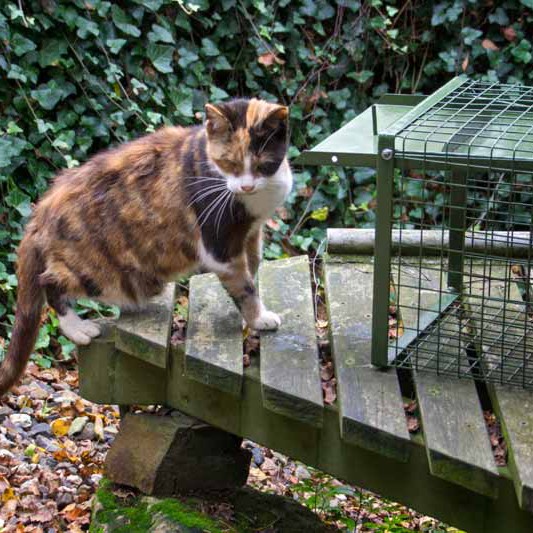 Kätzin Oma Hilde Kätzin Oma Hilde aus der Hilfsaktion für ca. 18 Katzen / © 2013 Arche KaNaum (DN)