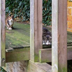 Hilfsaktion für ca. 18 Katzen - Oma Hilde + Larry / © 2013 Arche KaNaum (DN)