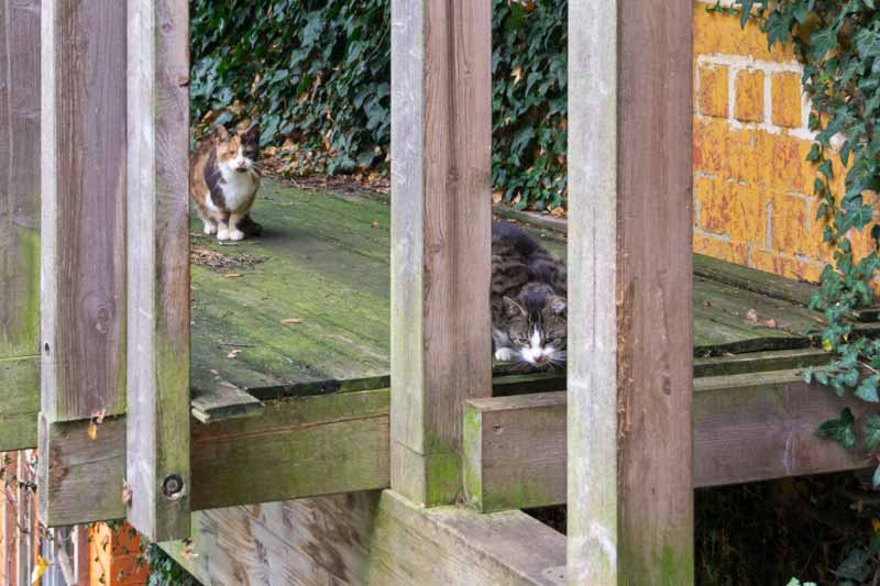 Hilfsaktion für ca. 18 Katzen - Oma Hilde + Larry / © 2013 Arche KaNaum (DN)