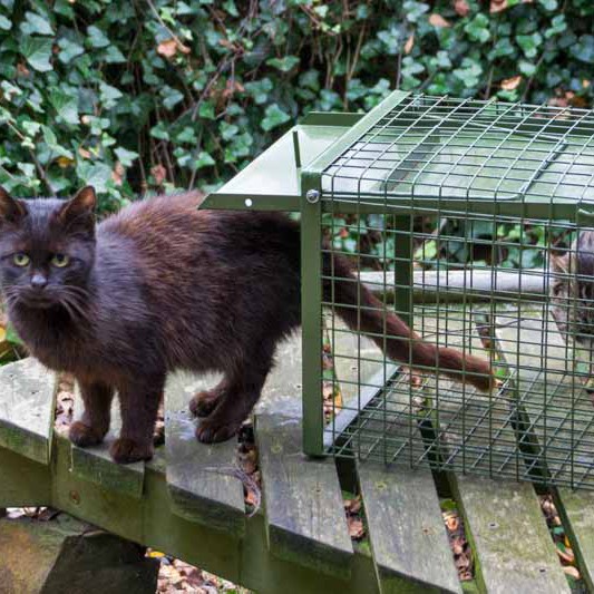 Kater Opa Fritz Kater Opa Fritz aus der Hilfsaktion für ca. 18 Katzen / © 2013 Arche KaNaum (DN)