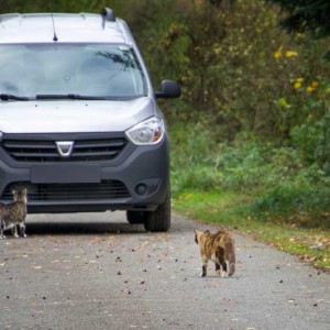 Hilfsaktion für ca. 18 Katzen / © 2013 Arche KaNaum (DN)