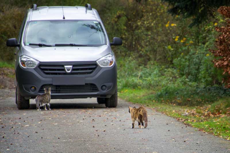 Hilfsaktion für ca. 18 Katzen / © 2013 Arche KaNaum (DN)