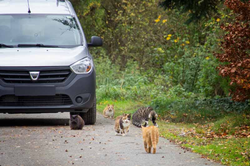 Hilfsaktion für ca. 18 Katzen / © 2013 Arche KaNaum (DN)