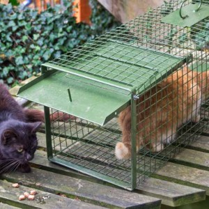 Hilfsaktion für ca. 18 Katzen / © 2013 Arche KaNaum (DN)