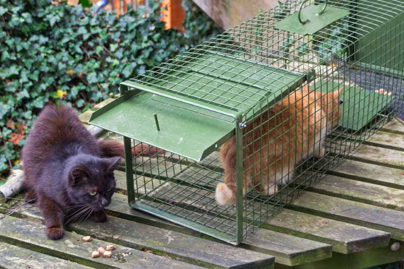 Hilfsaktion für ca. 18 Katzen / © 2013 Arche KaNaum (DN)