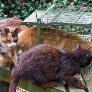 Hilfsaktion für ca. 18 Katzen / © 2013 Arche KaNaum (DN)